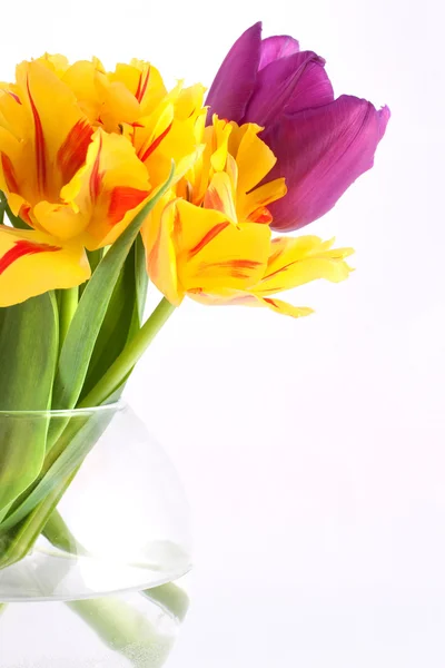 Gekleurde tulpen — Stockfoto