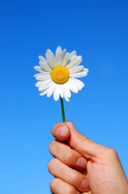 Hand holding a daisy clipart