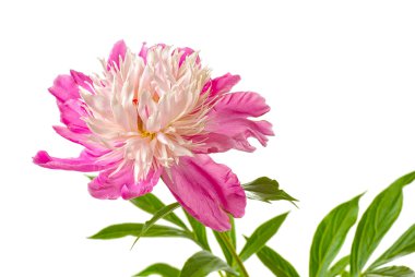 Pink peony clipart