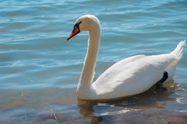 White hooping swan clipart