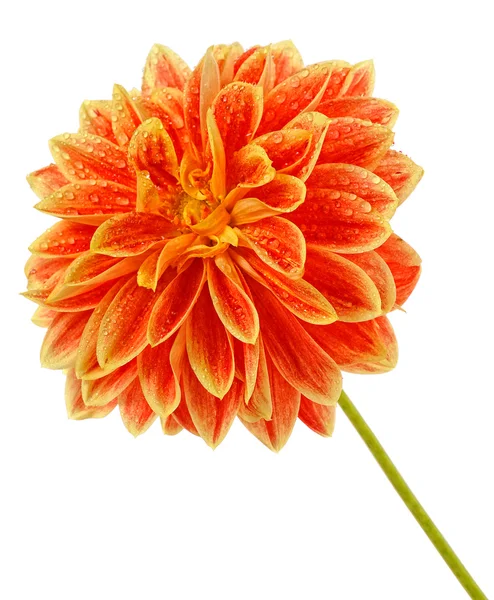 Blomma av georgina — Stockfoto