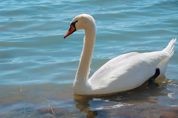 White hooping swan — Stock Photo, Image