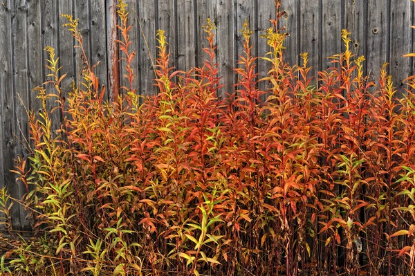 Buntes Herbstgras — Stockfoto
