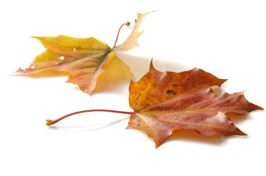 Autumn leaves clipart