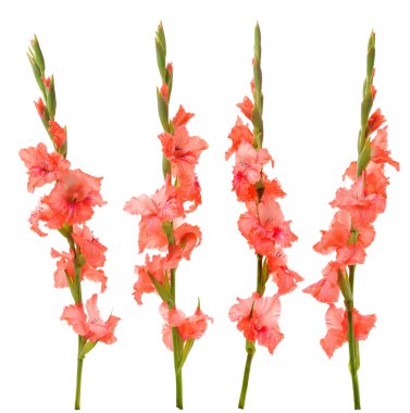 Pink gladiolus clipart