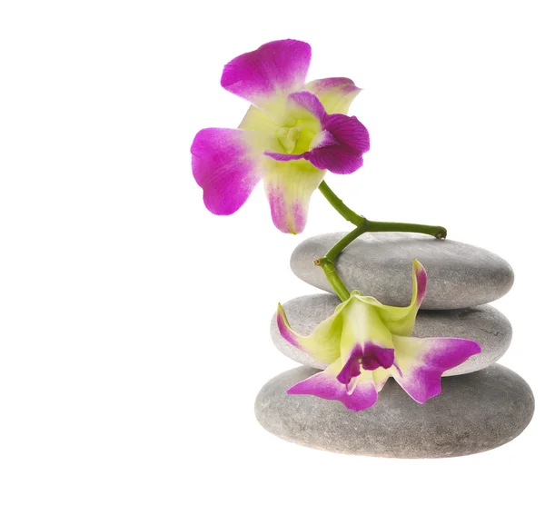 Lila orkidé stacken av stenar — Stockfoto