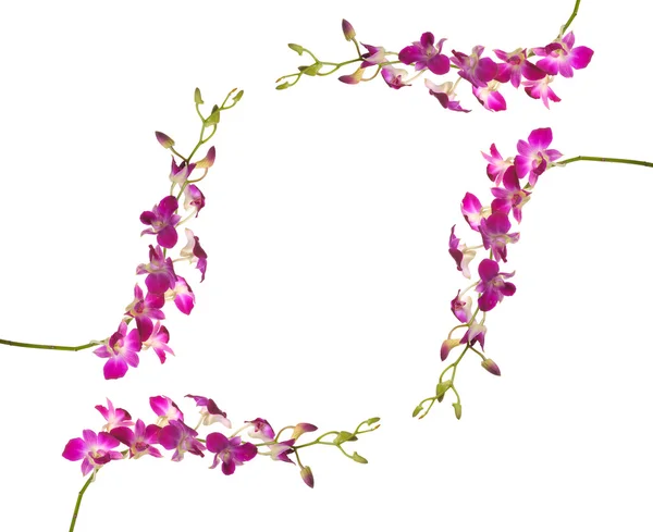 Blumenrahmen mit rosa Orchidee — Stockfoto