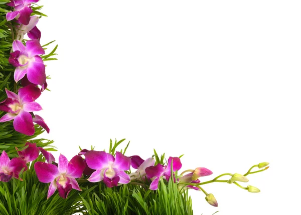 Moldura floral com orquídea rosa — Fotografia de Stock