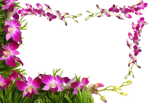 Floral frame with pink orchid — Stock Photo, Image