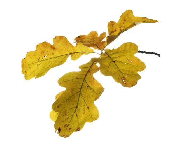 Осенняя ветка дуба — стоковое фото