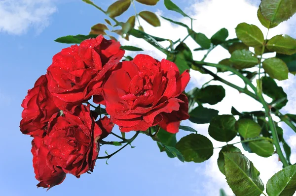 Červené růže — Stock fotografie