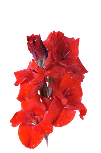 Röd gladiolus — Stockfoto