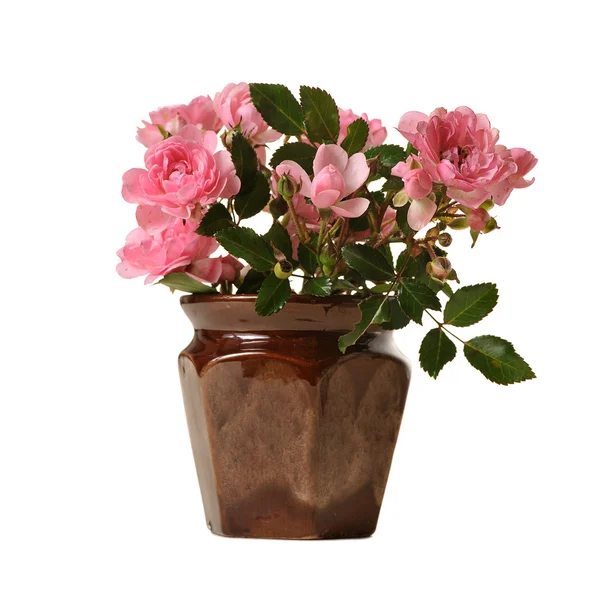 Kleine roze rozen — Stockfoto