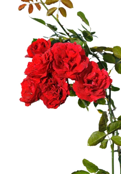 Куча красных роз — стоковое фото