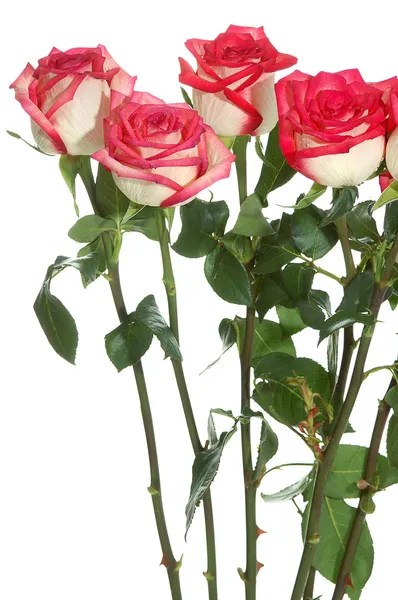Hosszú szárú rózsák — Stock Fotó