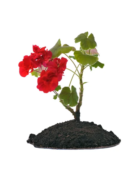 Blooming plant in soil — Stock Photo, Image