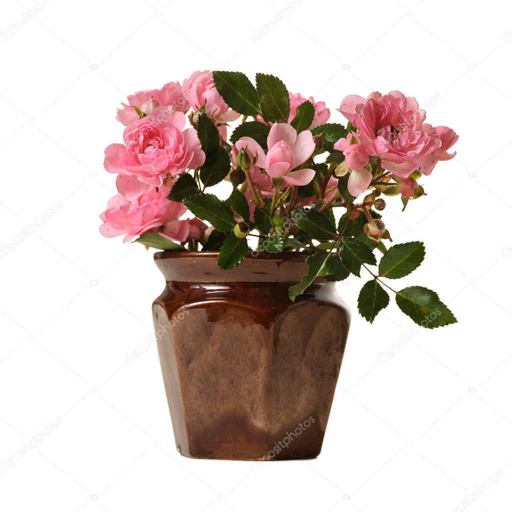 Small pink roses