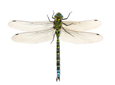 Dragonfly clipart