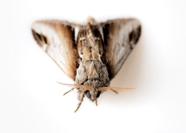 Moth clipart