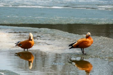 Roody shelduck