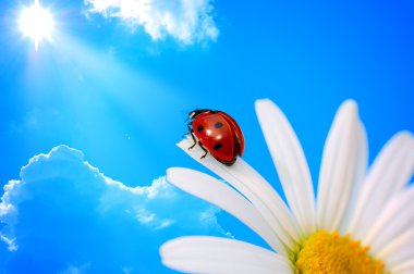 Ladybird on daisy clipart