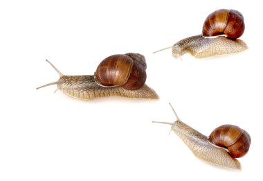 Garden snail clipart