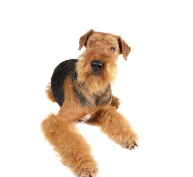 Airedale