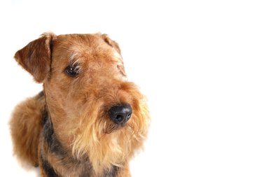 Airedale