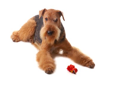 Airedale