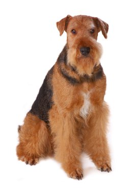 Airedale clipart