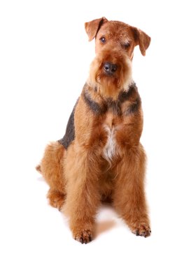 Airedale