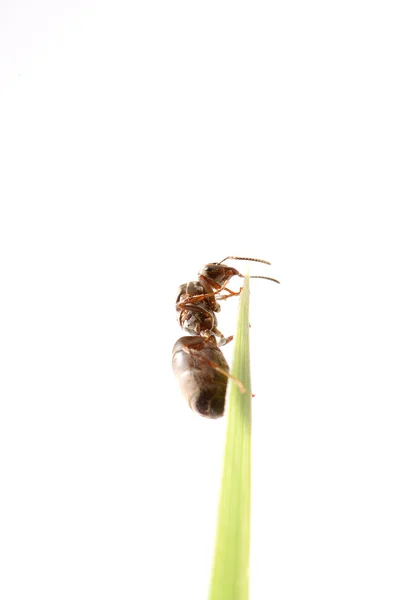 Ant op gras — Stockfoto