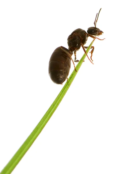 Mravenec na trávě — Stock fotografie