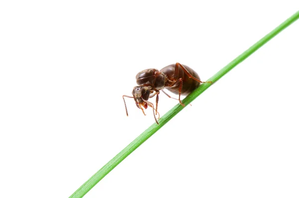 Hormiga sobre hierba —  Fotos de Stock