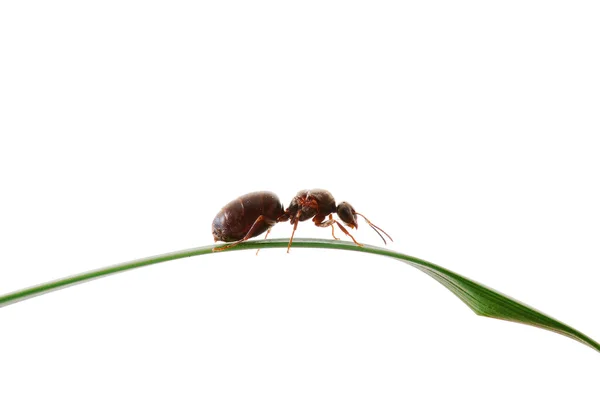 Ant op gras — Stockfoto