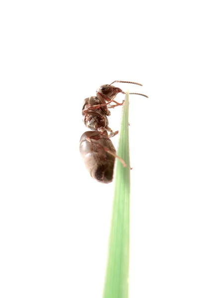 蚂蚁在草地上 — 图库照片