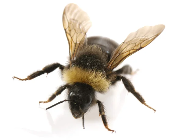 Close-up do Bumblebee — Fotografia de Stock