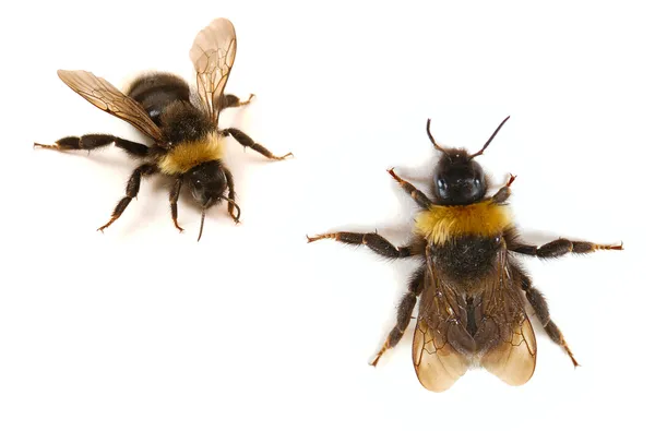 Close-up do Bumblebee — Fotografia de Stock