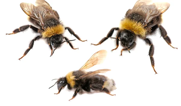 Bumblebee primer plano —  Fotos de Stock