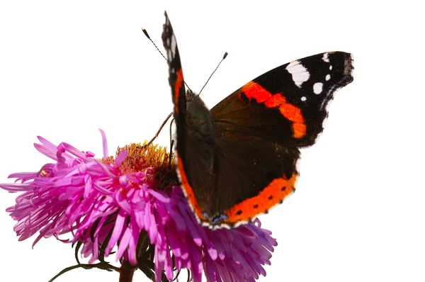 Метелик на рожевій квітці — стокове фото