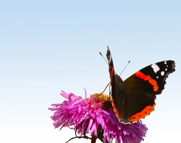 Butterfly on pink flower — Stock Photo, Image