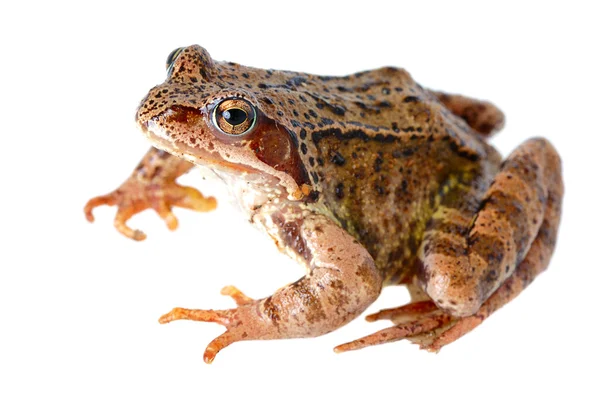 stock image Frog