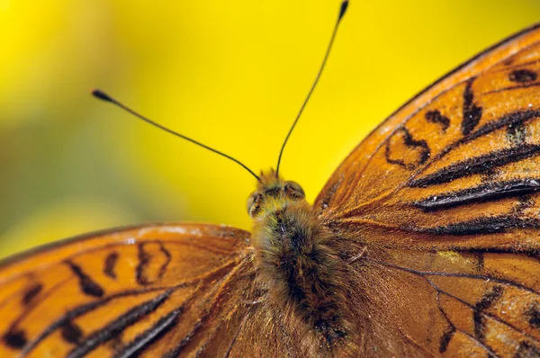 Asas de borboleta — Fotografia de Stock