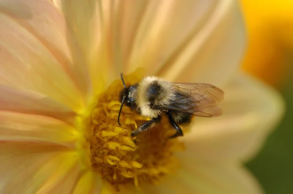 对花大黄蜂 — 图库照片