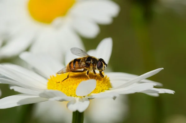 Working bee — Stok fotoğraf