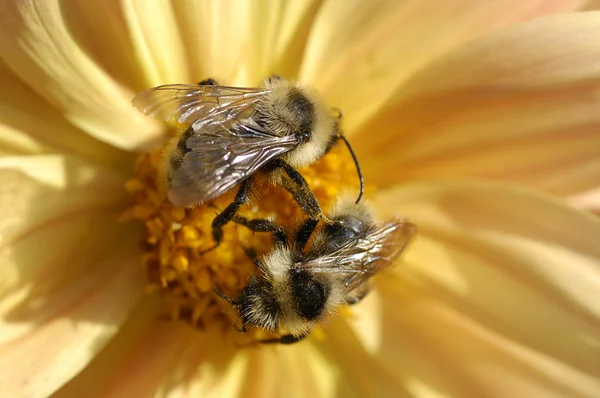 Bumblebee primer plano —  Fotos de Stock
