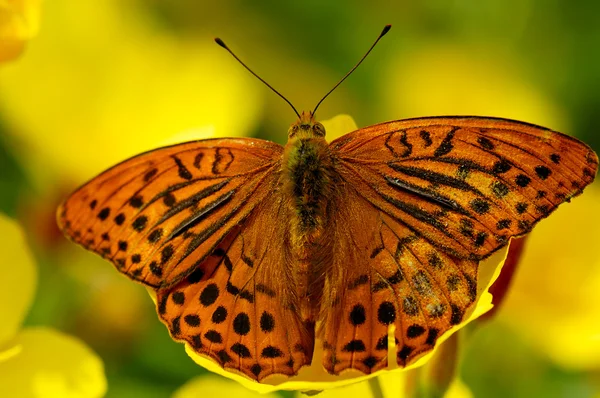 Asas de borboleta — Fotografia de Stock