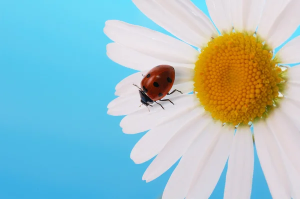 Ladybird on daisy — Stock Photo, Image