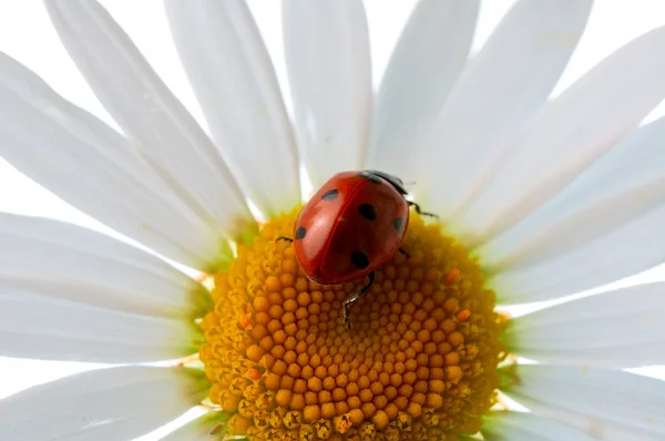 在菊花上的瓢虫 — 图库照片