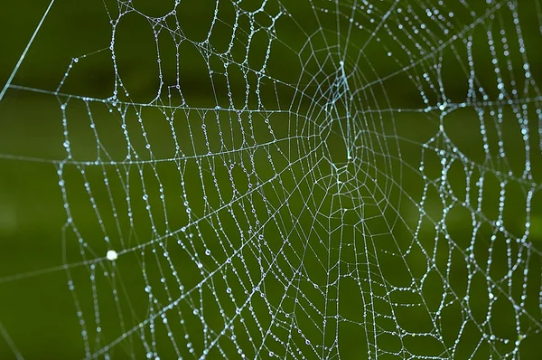 stock image Spiderweb